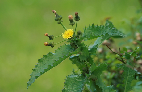 Raue Gänsedistel (Sonchus asper) - © Emanuel Trummer